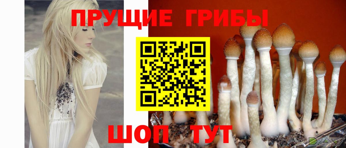 Псилоцибиновые грибы Cubensis Севастополь